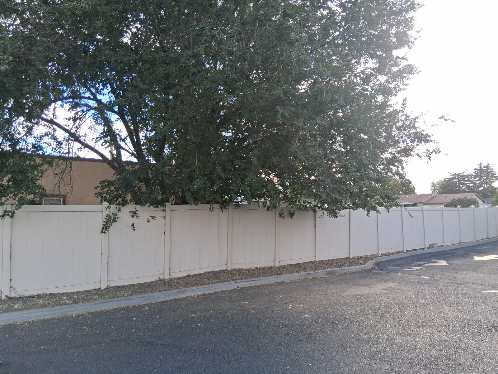Tree overhanging property line before trimming, second angle