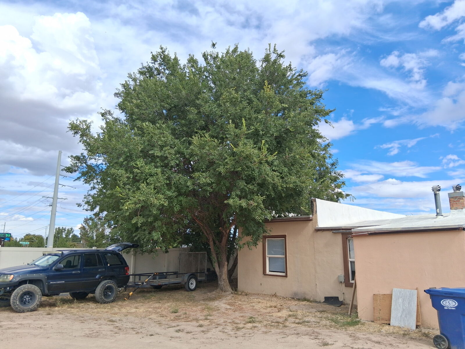 Large tree trimmed back from stucco house exterior