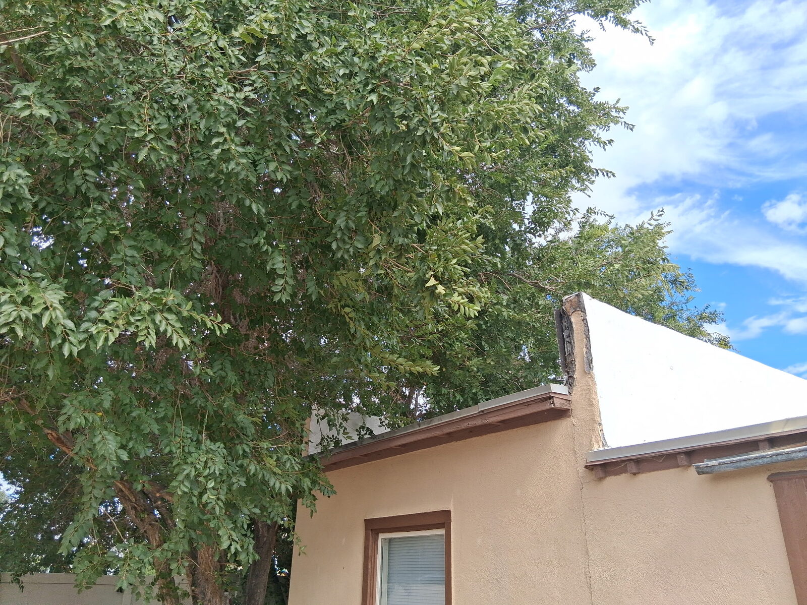 Tree crowding roofline before trimming